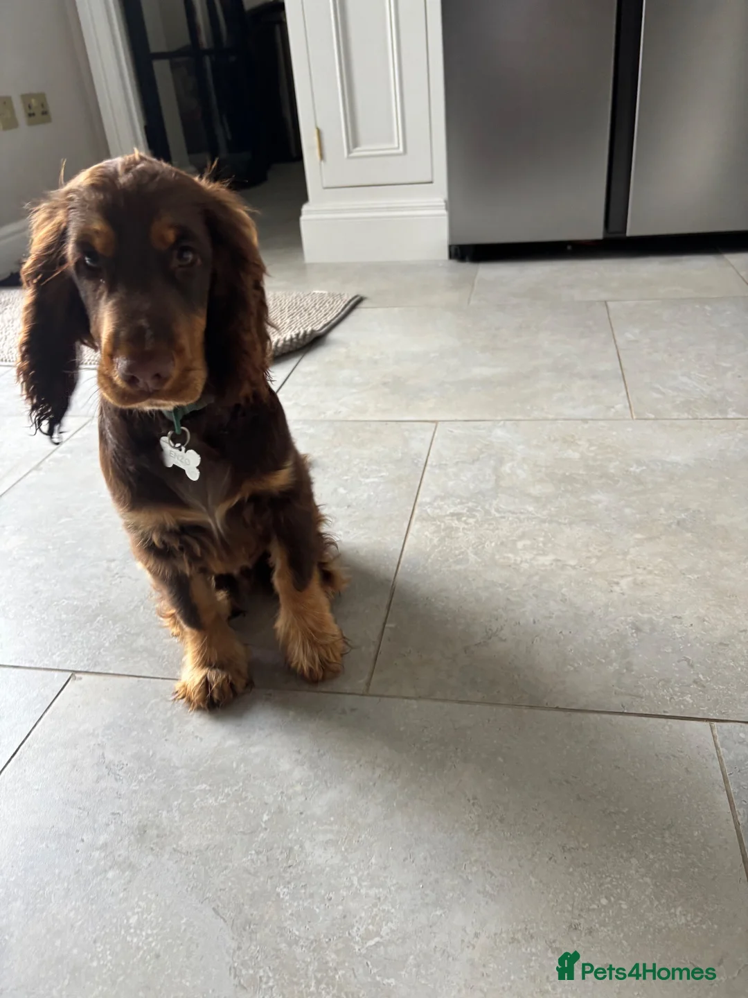 Cocker Spaniel dogs for sale: Enzo male Show Cocker Spaniel . Brown and tan in Porthcawl - Advert 1