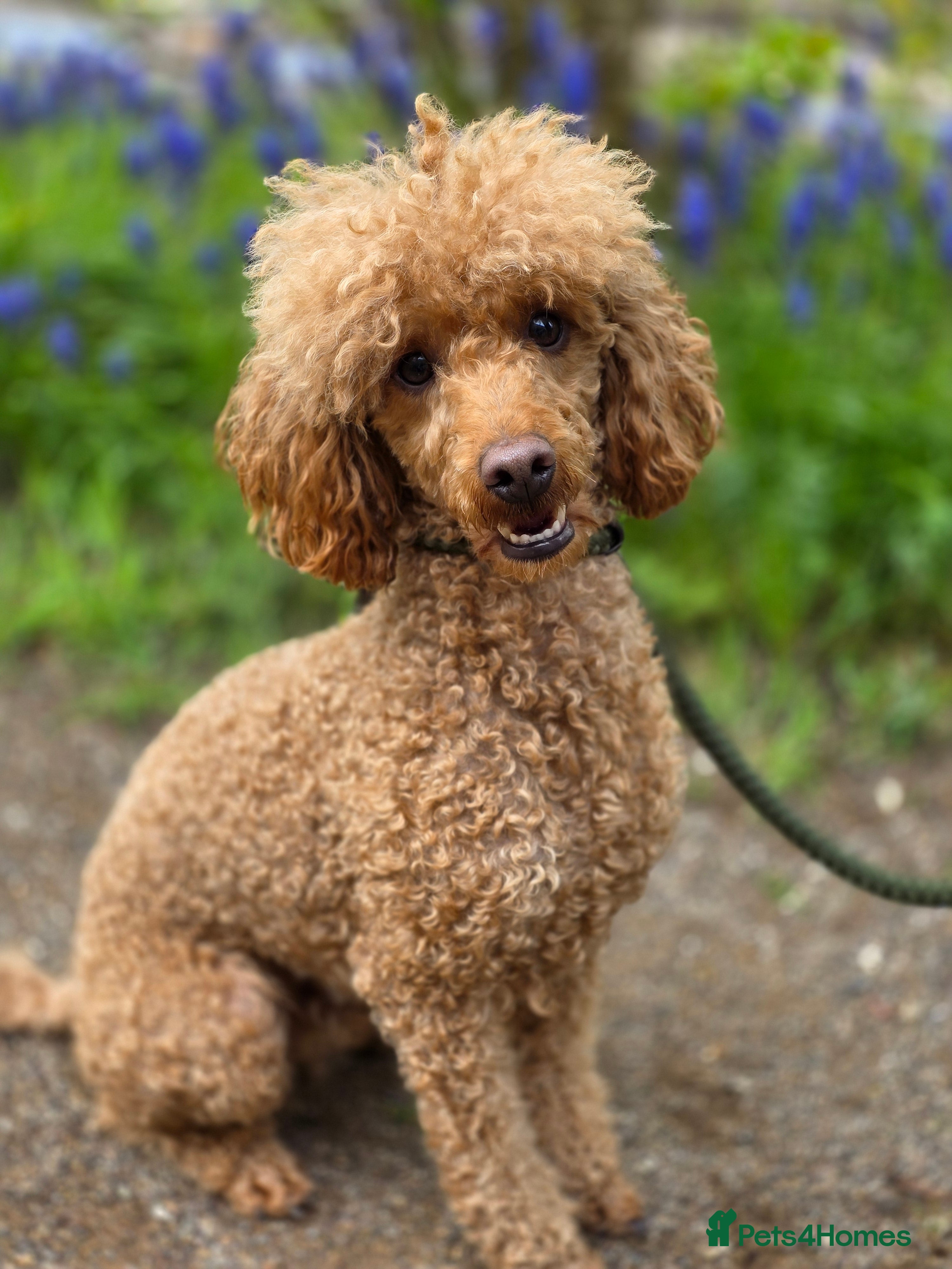 Miniature Poodle dogs Red miniature poodle 2 years old in Airdrie - Advert 1