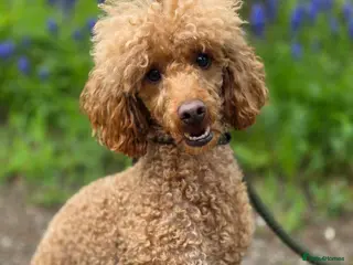 Miniature Poodle dogs Red miniature poodle 2 years old in Airdrie - Advert 1