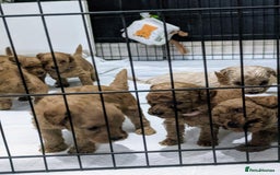 Yorkiepoo dogs for sale: Reduced price as  Last  little girl ready to leave in Barnsley - Image 4