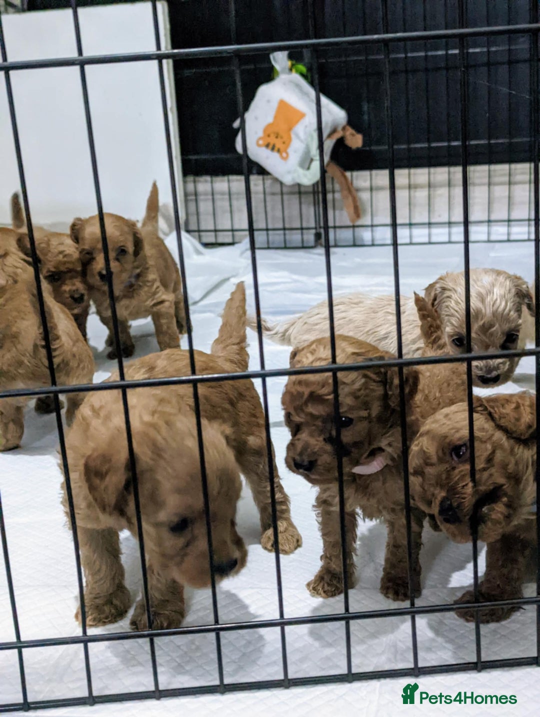 Yorkiepoo dogs for sale: Reduced price as  Last  little girl ready to leave in Barnsley - Image 4