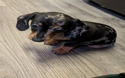 Miniature Dachshund dogs for sale: Dachshund Short Haired Puppies - Image 3