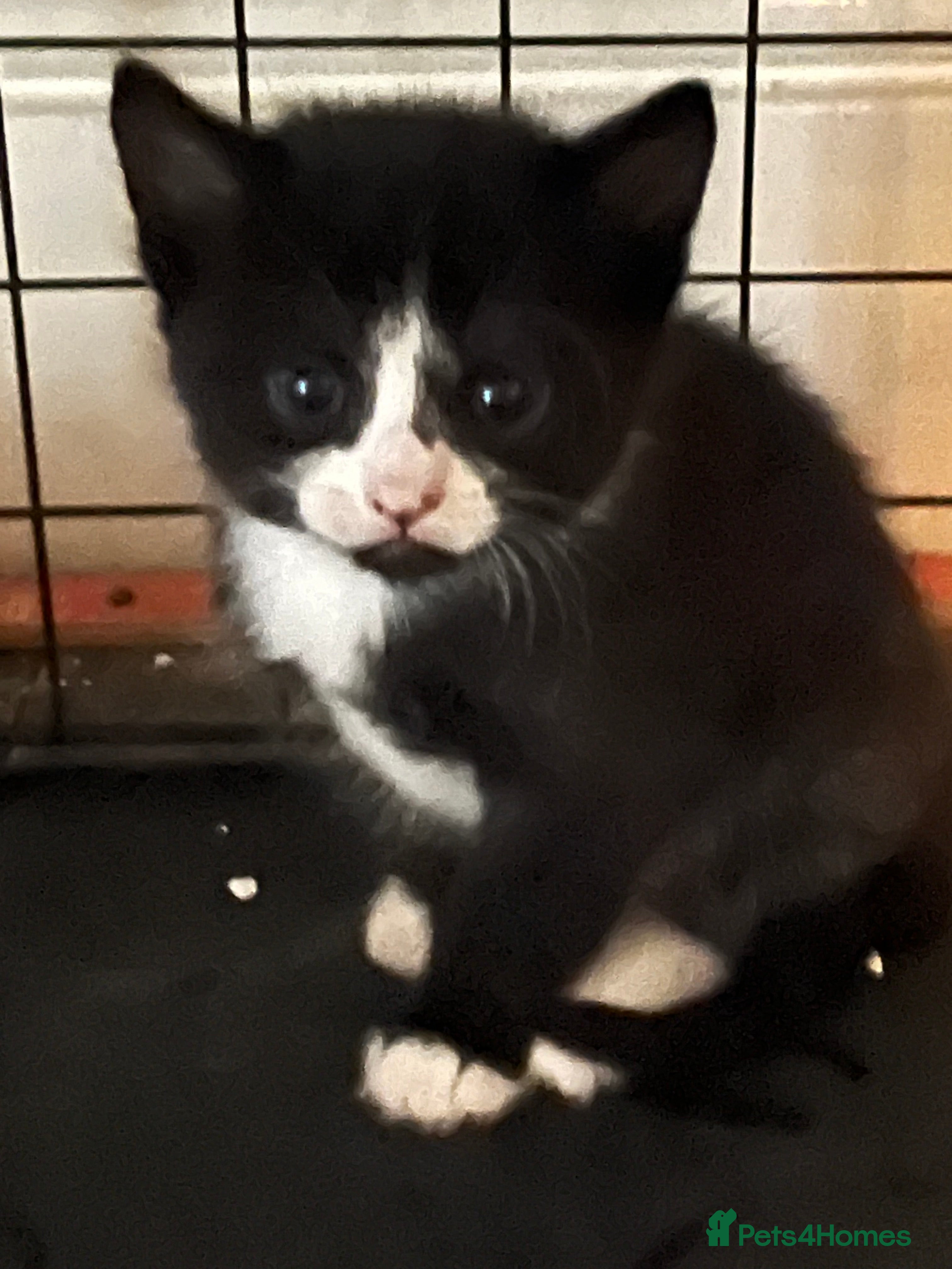 Mixed Breed cats Kittens  - Advert 5