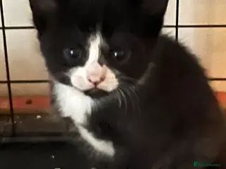 Mixed Breed cats Kittens - Advert 17