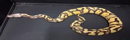 Python Snake reptiles for sale: Royal Python Morphs Males - Advert 8