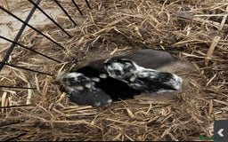 Mini Lion Lop rabbits for sale: mini lion lops - Image 1