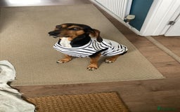 Mixed Breed dogs for adoption: Gentle Naima is ready to find her forever family!  in Bicester - Image 1