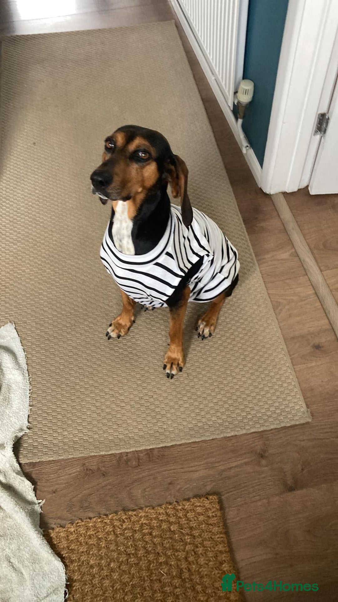 Mixed Breed dogs for adoption: Gentle Naima is ready to find her forever family!  in Bicester - Image 1