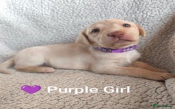 Labrador Retriever dogs for sale: Adorable Labrador Retriever Puppies  - Image 10