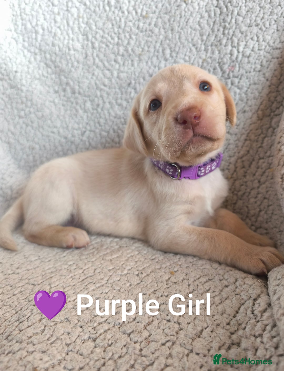 Labrador Retriever dogs for sale: Adorable Labrador Retriever Puppies  - Image 10