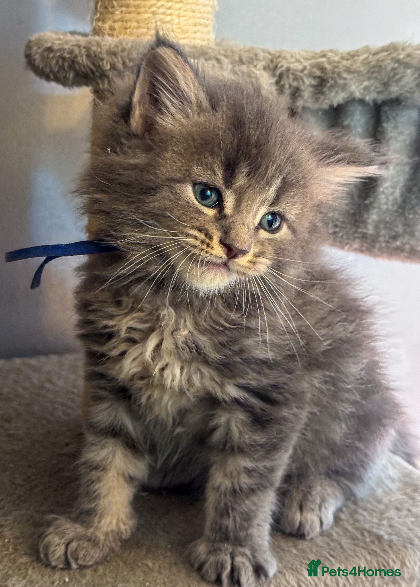Maine Coon cats Stunning pure maine coon  kittens ready 10th June  - Advert 3