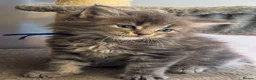 Maine Coon cats for sale:  Chunky full Maine coon kittens ready now   £795 - Advert 19