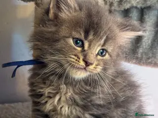 Maine Coon cats Stunning pure maine coon kittens ready 10th June - Advert 3