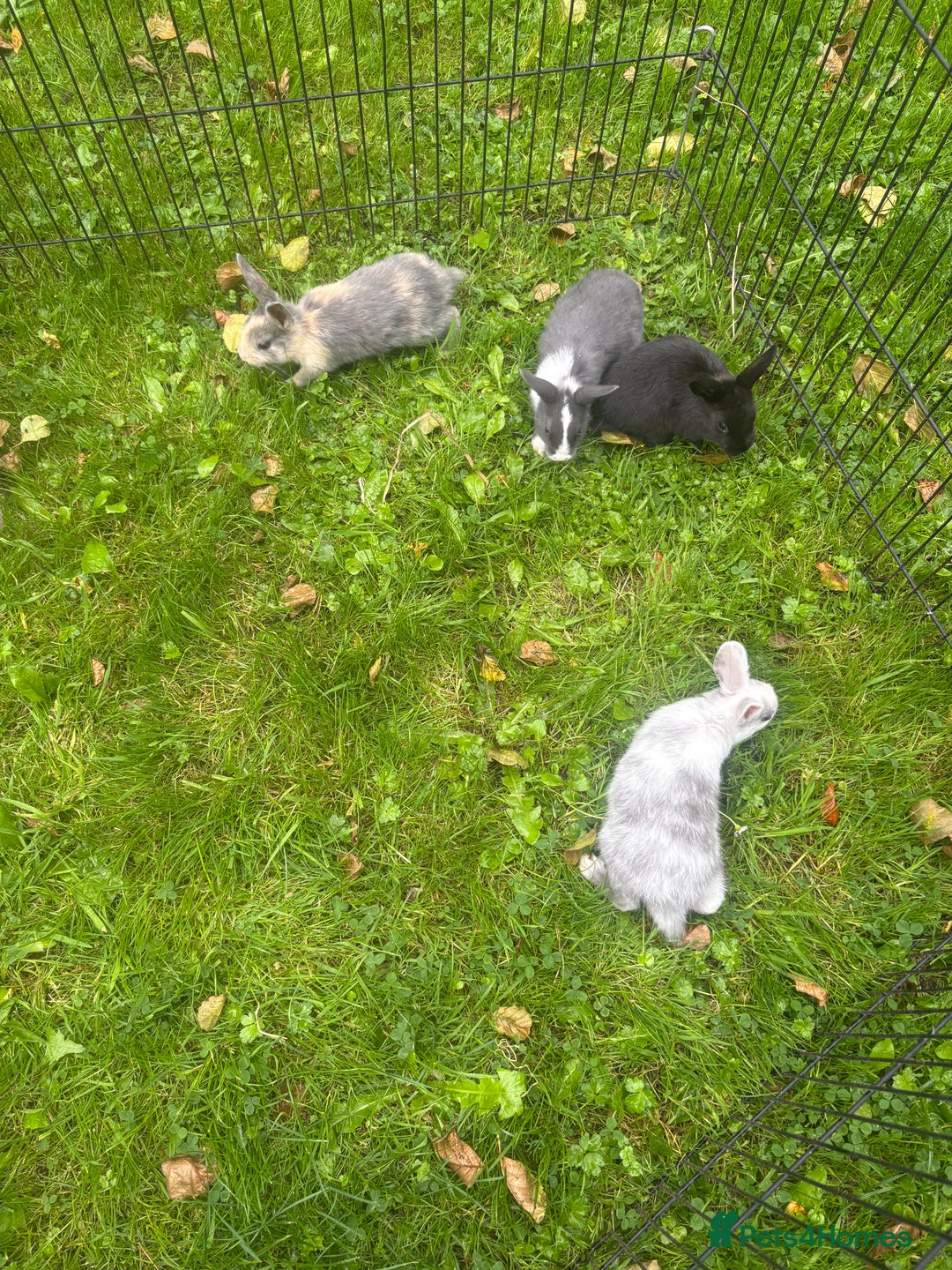 Rex rabbits for sale: Beautiful dwarf lop and mini rex babies  - Image 9