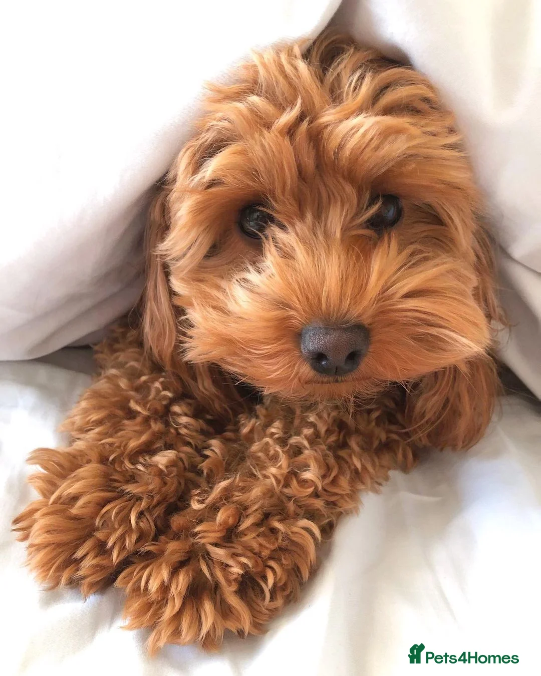 Cavapoo dogs for sale: Beautiful Cavapoo Puppy – Zoey 8 Months Old - Advert 7