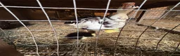 Ducks poultry for sale: Muscovy Ducks - Advert 8