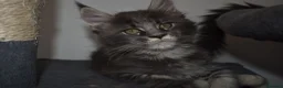 Maine Coon cats for sale: READY FOR COLLECTION  TICA registered kittens - Advert 17