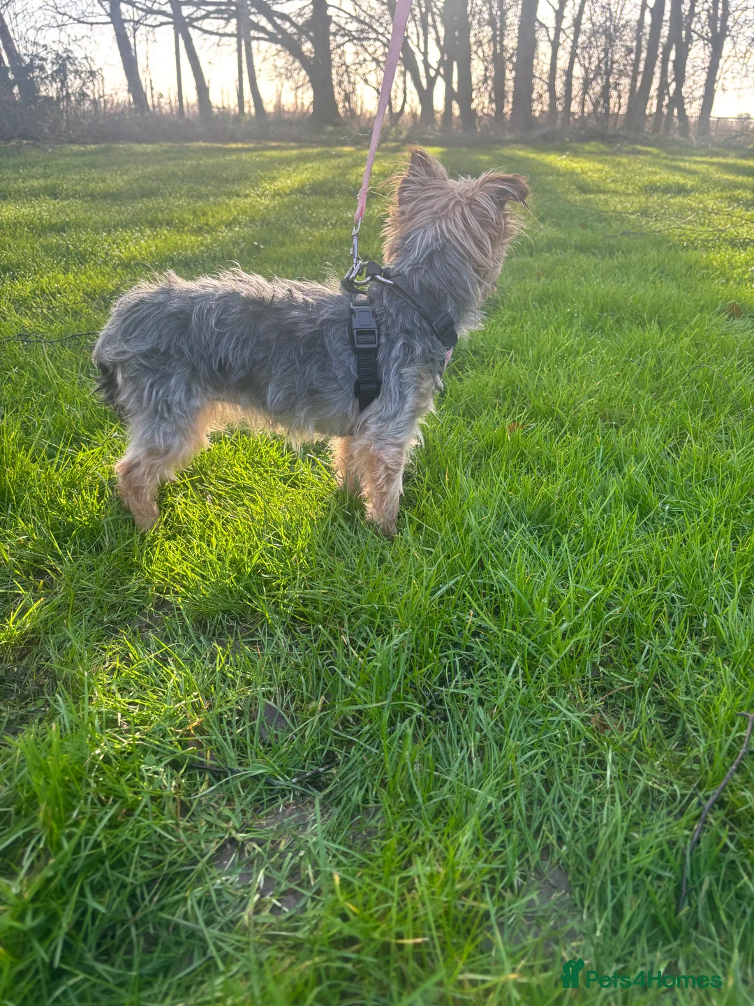 Yorkshire Terrier dogs for sale: KC Reg Yorkshire Terrier adult Girl - Advert 6