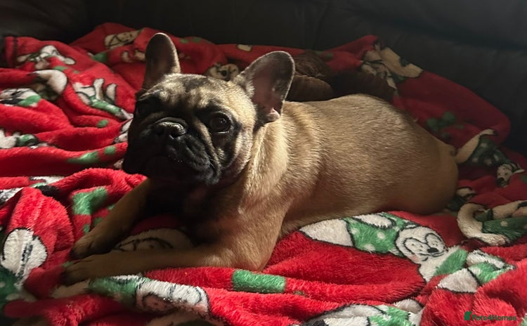 French Bulldog dogs - Advert 1