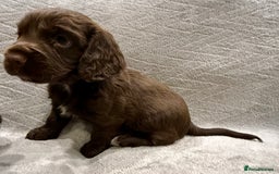 Cocker Spaniel dogs for sale: Working Cocker Spaniel - Image 7