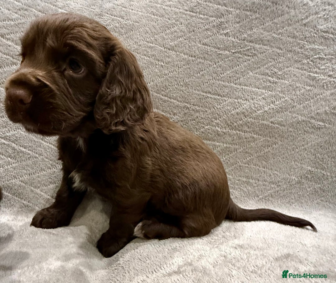 Cocker Spaniel dogs for sale: Working Cocker Spaniel - Image 7