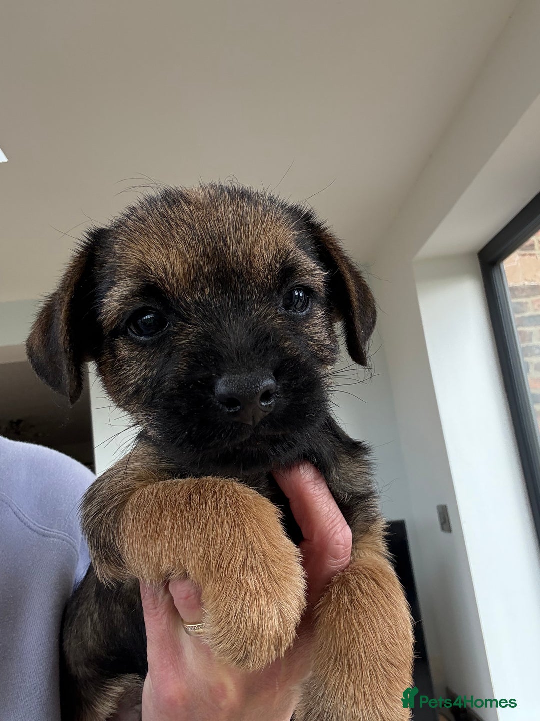 Border Terrier dogs for sale: 🧡Fabulous KC Border Terrier Girl - Image 7