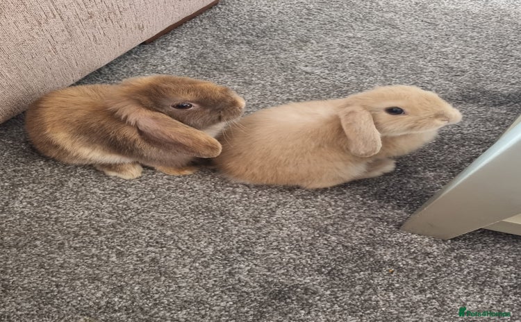 Mini Lop rabbits - Advert 15