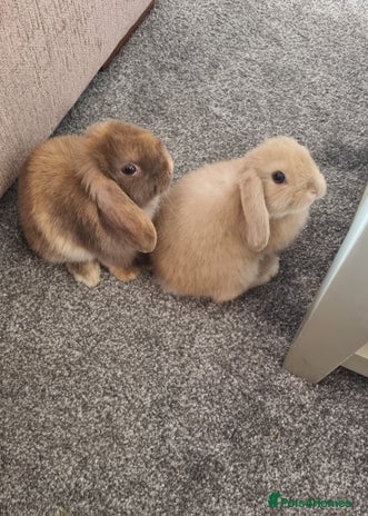 Mini Lop rabbits - Advert 8