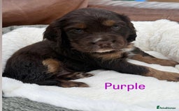 Cocker Spaniel dogs for sale: Working cross Show Cocker Spaniel puppies - Image 6