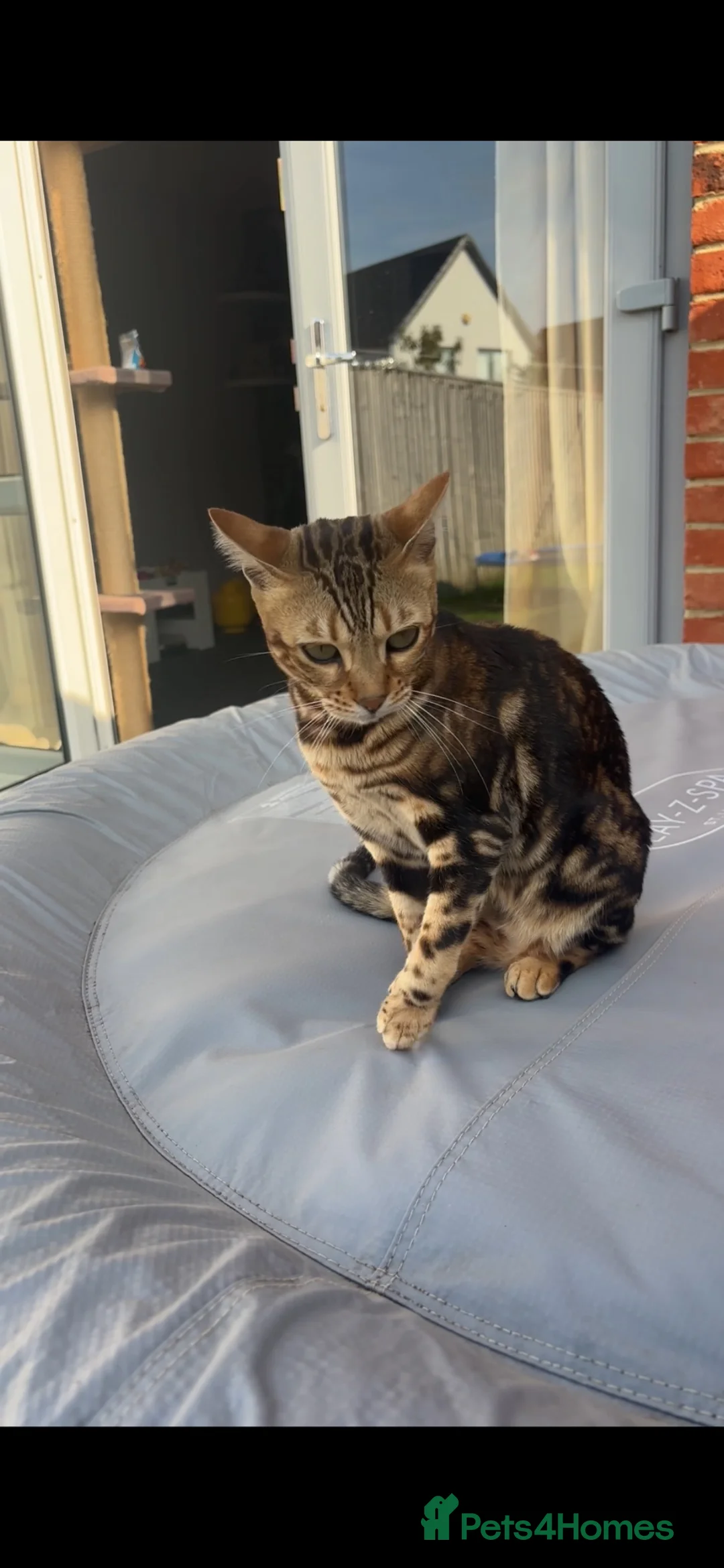 Bengal cats for sale: Rose  in Preston - Advert 1