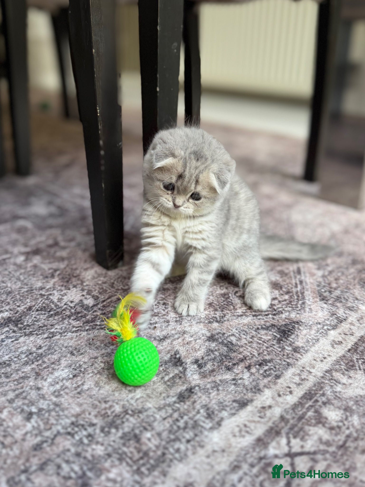 Scottish Fold cats for sale: Beautiful Scottish Fold Kittens Ready From 10/06 in Leatherhead - Advert 11