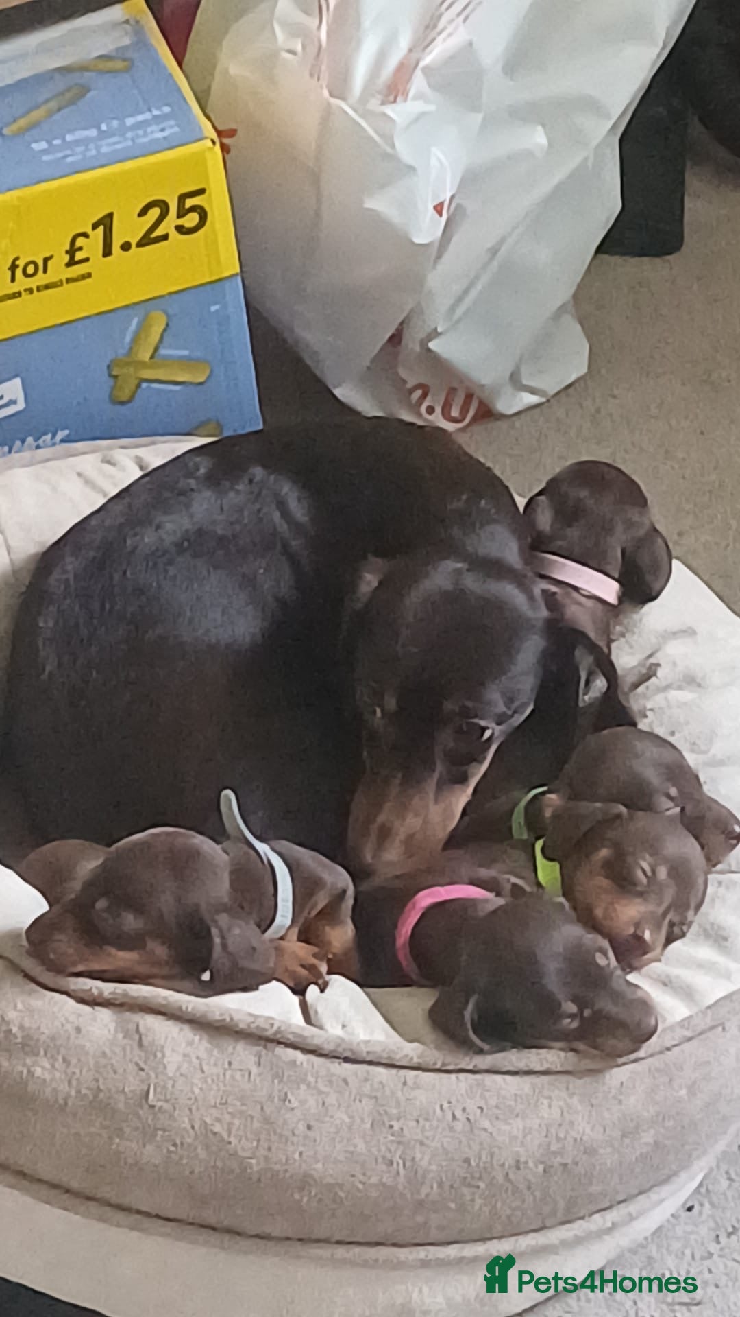 Miniature Dachshund dogs for sale: Smooth haired miniature dachshund  - Image 5