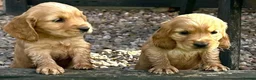 Cocker Spaniel dogs for sale: show type cocker spaniel puppy’s  - Advert 6