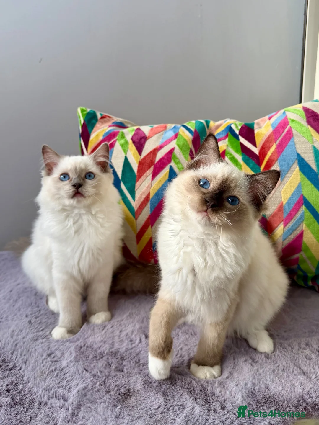 Ragdoll cats for sale: TICA registered ragdoll kittens - Advert 1