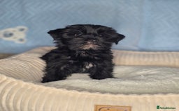 Yorkshire Terrier dogs for sale: Rare Black Yorkie 5-Gen Pedigree–£900–Ready Now 🐾 - Image 9