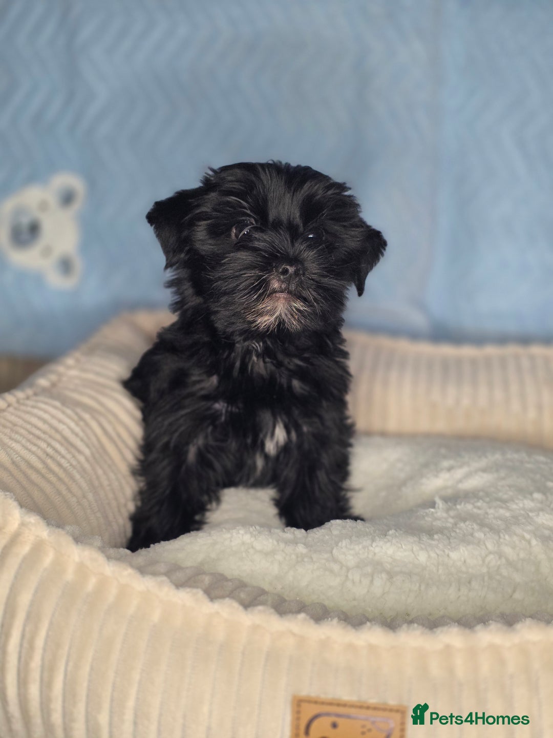 Yorkshire Terrier dogs for sale: Rare Black Yorkie 5-Gen Pedigree–£900–Ready Now 🐾 - Image 9
