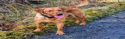 Labrador Retriever dogs for stud: Fully Health Tested Red Fox Lab Stud - Advert 6