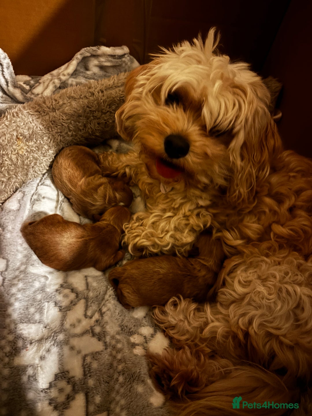 Cavachon dogs for sale: Toy Cavapoochons  - Advert 7