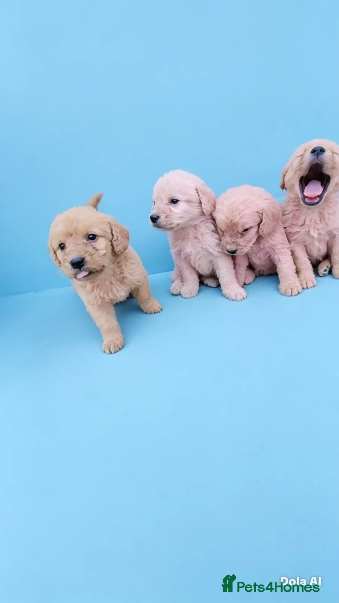 Labradoodle dogs for sale: Gorgeous Labradoodle puppies - Advert 2