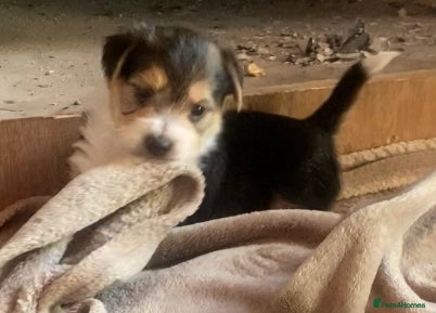 Jack Russell dogs Absolutely stunning litter of puppies - Advert 8