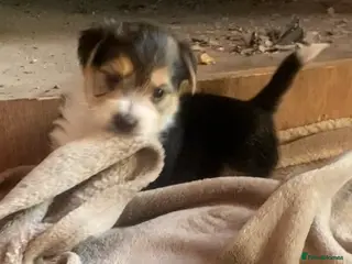 Jack Russell dogs Absolutely stunning litter of puppies - Advert 2