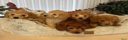 Toy Poodle dogs for sale: 5 star Tiny Toy Poodles puppies 🐶 raised with ❣️ - Advert 10