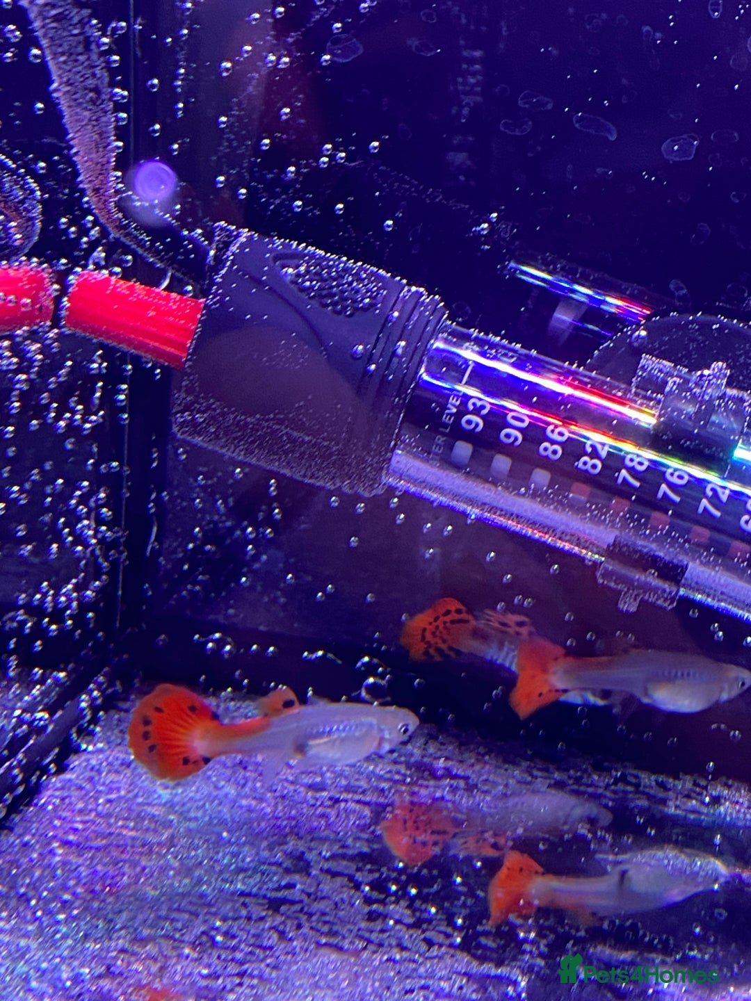 Platies fish for sale: Guppies - Advert 3