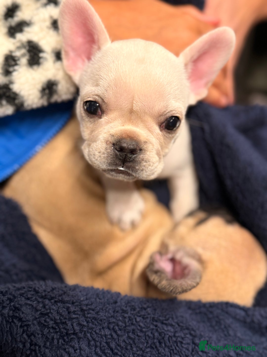 French Bulldog dogs for sale: Super Special KC Registered French Bulldog Puppies - Advert 12