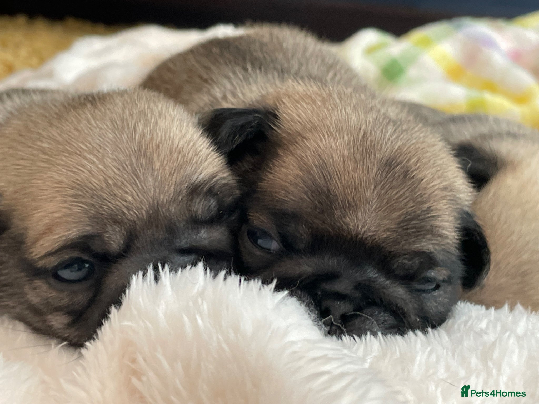 Pug dogs KC multi champion pedigree /show potential  - Advert 1