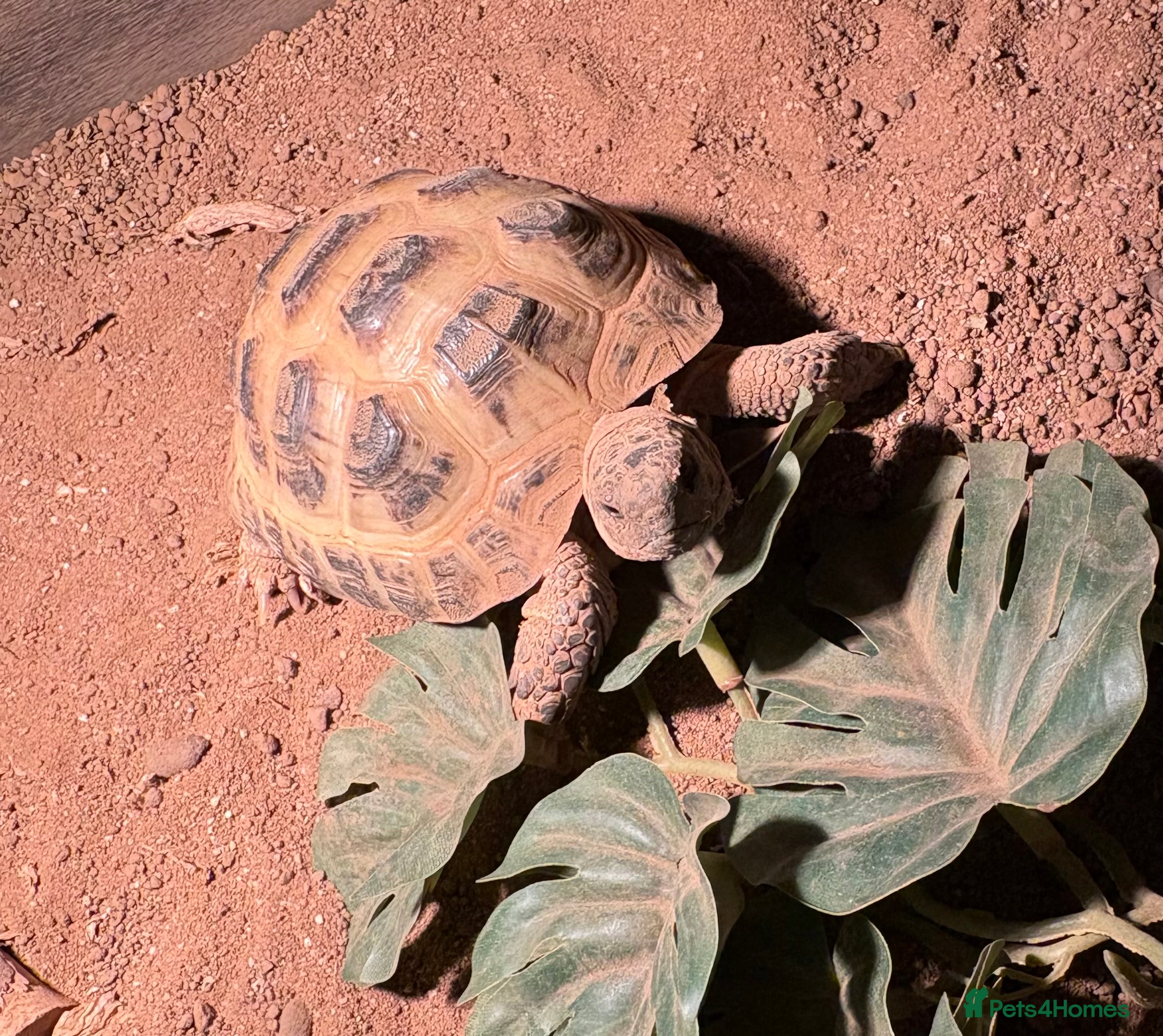 Tortoise reptiles Horsefield tortoise  - Advert 1