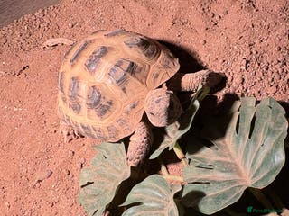 Tortoise reptiles Horsefield tortoise - Advert 1