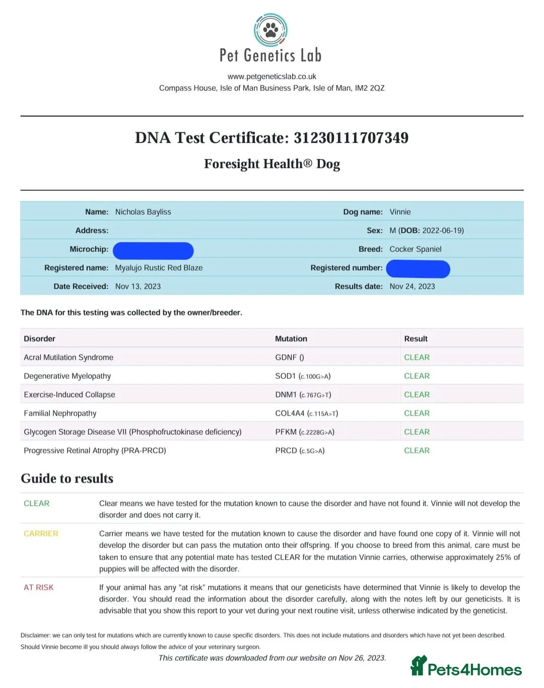 Cocker Spaniel dogs for stud: Vinnie for stud not sale  - Advert 3