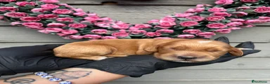 Cocker Spaniel 1