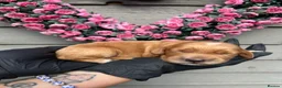 Cocker Spaniel dogs for sale: Working cocker spaniel puppies  in Worcester - Advert 16